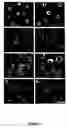 Fig. 02 - Human stem cell materials and methods