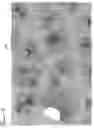 Fig. 08 - Bioreactor for cell self-assembly in form of an organ copy; procedures for the production and the application of cell culture, differentiation, maintenance, proliferation and/or use of cells