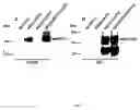 Fig. 02 - Double-transfected cell line useful for the identification of transport inhibitors