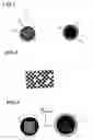 Fig. 02 - Probe Beads for affirnity reaction and detection system