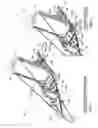 Fig. 02 - Leg stretching apparatus