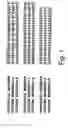 Fig. 02 - Vertebrate embryonic pattern-inducing proteins and uses related thereto