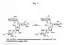 Fig. 06 - Bifunctional antibiotics for targeting rRNA and resistance-causing enzymes