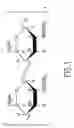 Fig. 02 - Methods and compositions for poly-beta-1-4-N-acetylglucosamine cell therapy system