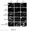 Fig. 07 - Kinesin inhibitors