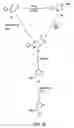 Fig. 25 - Oxazolidinone combinatorial libraries, compositions and methods of preparation