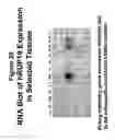 Fig. 35 - Human G protein-coupled receptors and modulators thereof for the treatment of metabolic-related disorders