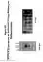 Fig. 36 - Human G protein-coupled receptors and modulators thereof for the treatment of metabolic-related disorders