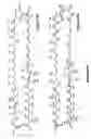 Fig. 17 - Polyene polyketides, processes for their production and their use as pharmaceuticals