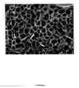 Fig. 11 - Polymer nanocomposite foams