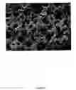 Fig. 16 - Polymer nanocomposite foams