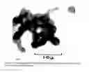 Fig. 05 - Water dispersions of non-uniform polyurethane particles
