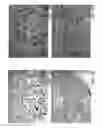Fig. 19 - Novel type II Na/Pi cotransporters and type II Na/Pi cotransporter expression regulatory factors
