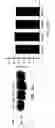 Fig. 23 - Novel type II Na/Pi cotransporters and type II Na/Pi cotransporter expression regulatory factors