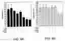 Fig. 06 - Single-chain multiple antigen-binding molecule, its preparation and use