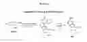 Fig. 02 - Industrially scalable nucleoside synthesis