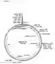 Fig. 04 - Expression of sedoheptulose 1,7 bisphosphatase in transgenic plants