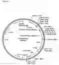 Fig. 06 - Expression of sedoheptulose 1,7 bisphosphatase in transgenic plants
