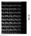 Fig. 09 - Wide wale papermaking fabrics