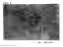 Fig. 08 - Ultra-dispersed nanocarbon and method for preparing the same