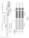 Fig. 02 - Antibody against LAR phosphatase subunit