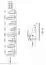 Fig. 04 - Method of diagnosing fibromyalgia caused by small intestinal bacterial overgrowth