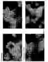 Fig. 04 - Cochleate preparations of fragile nutrients