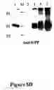 Fig. 19 - Cytoplasmic inhibition of gene expression and expression of a foreign protein in a monocot plant by a plant viral vector