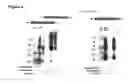 Fig. 05 - Oligonucleotides which inhibit expression of the OB-RGRP protein