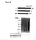 Fig. 06 - Oligonucleotides which inhibit expression of the OB-RGRP protein