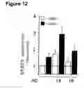 Fig. 13 - Oligonucleotides which inhibit expression of the OB-RGRP protein
