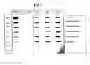 Fig. 02 - Compositions and methods for the release of nucleic acid molecules from solid matrices