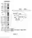 Fig. 02 - Genetic testing kits and a method of bladder cancer
