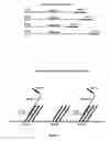 Fig. 02 - Composition of matter comprising library of first nucleic acid analyte copies
