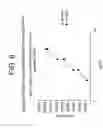 Fig. 07 - Humanized antibodies that recognize beta amyloid peptide