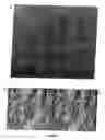 Fig. 06 - Tissue scaffold having aligned fibrils and artificial tissue comprising the same