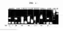 Fig. 02 - Multi-lineage directed induction of bone marrow stromal cell differentiation