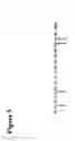 Fig. 08 - Fluorescent ligands for GPCR arrays