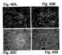 Fig. 43 - Fibroblast growth factor receptors and methods for their use