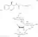 Fig. 02 - Heterodimeric conjugates of neomycin-chloramphenicol having an enhanced specificity against RNA targets and its preparation