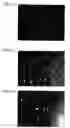 Fig. 22 - Rare earth element-iron-boron alloy and magnetically anisotropic permanent magnet powder and method for production thereof