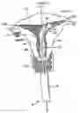 Fig. 01 - Method and apparatus for anesthetizing a uterus