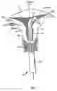 Fig. 06 - Method and apparatus for anesthetizing a uterus