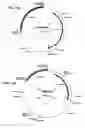 Fig. 02 - Chimeric adenovirus capsid proteins