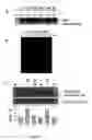 Fig. 09 - Composition and use of allylamine derivatives