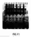 Fig. 09 - Apparatuses and methods for reducing albumin in samples