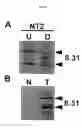 Fig. 09 - DNA sequence encoding a retinoic acid regulated protein