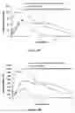 Fig. 17 - Abuse resistant lysine amphetamine compounds
