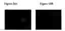 Fig. 19 - Drug delivery compositions