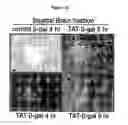 Fig. 25 - Drug delivery compositions